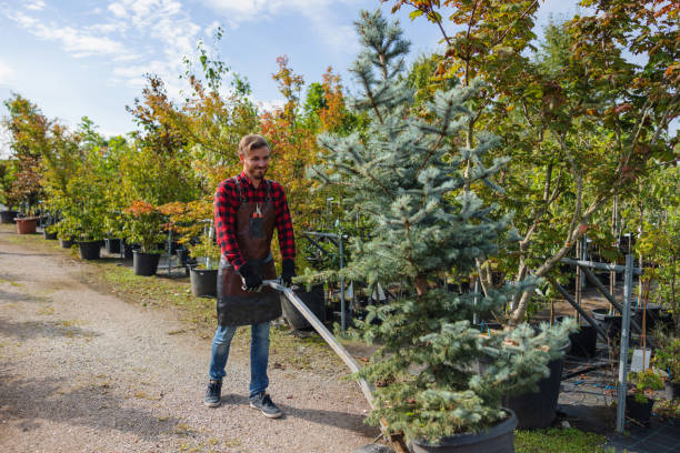 Best Tree Trimming and Pruning  in East Liverpool, OH